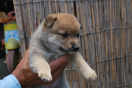 豆柴　子犬