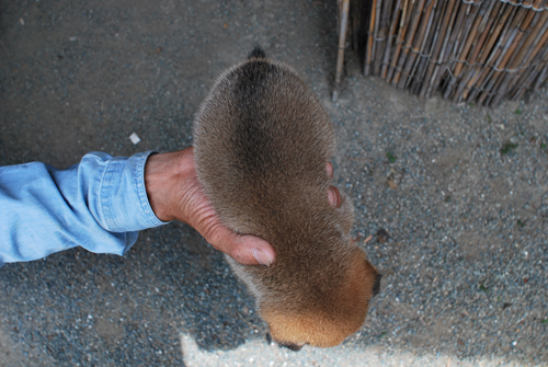 豆柴　子犬