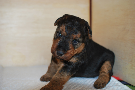 ウェルシュテリア　子犬