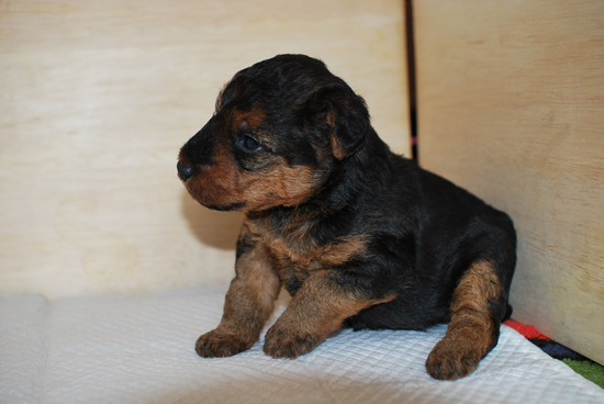 ウェルシュテリア　子犬