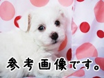 ビションフリーゼ　子犬